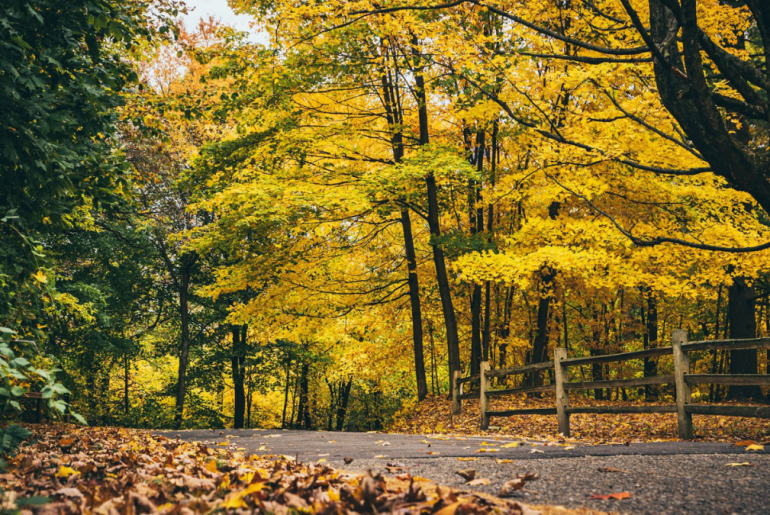Janesville trails in the fall